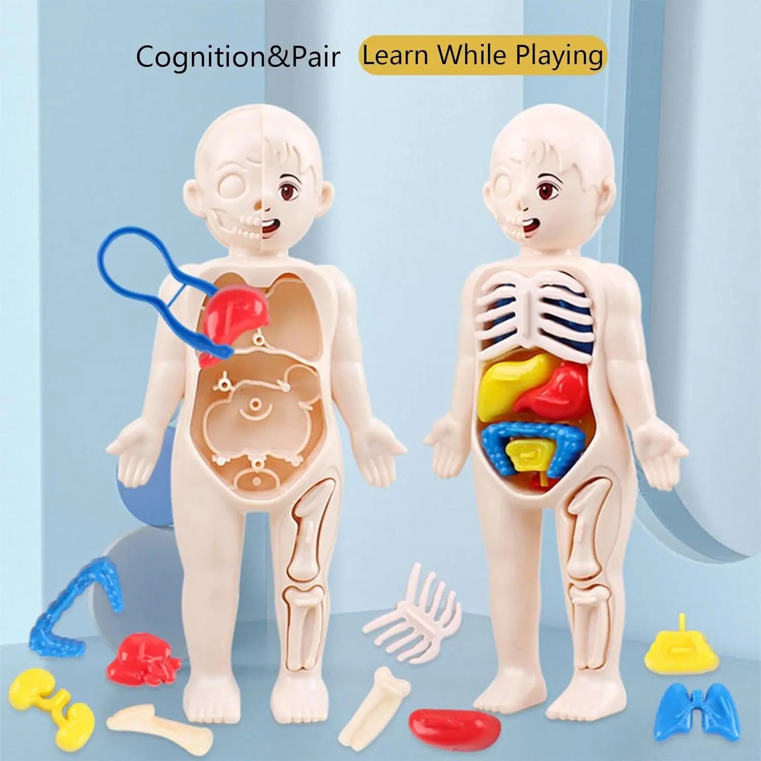 Anatomical model toys showing internal organs and skeleton on light blue background – educational human body models for kids