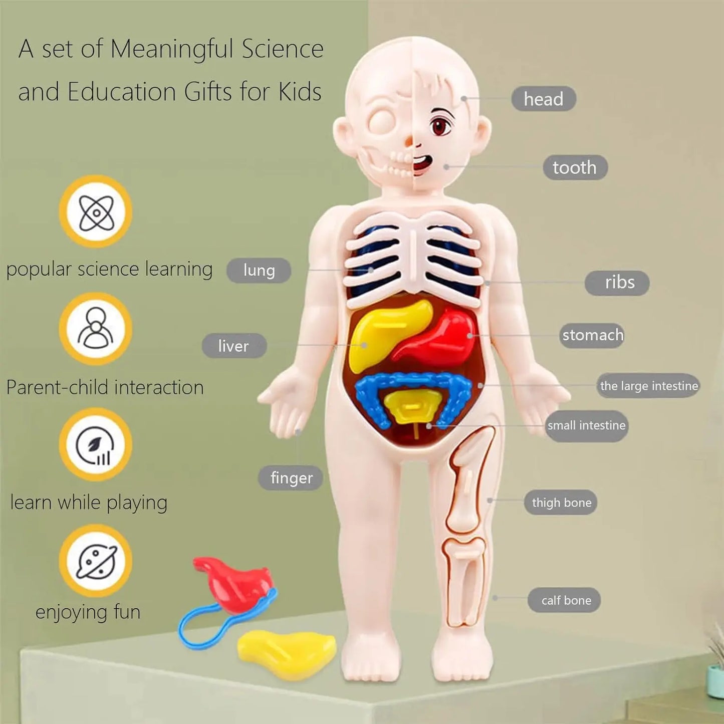 Educational anatomical model of a human body with labeled organs on green background – kids’ human body learning toy