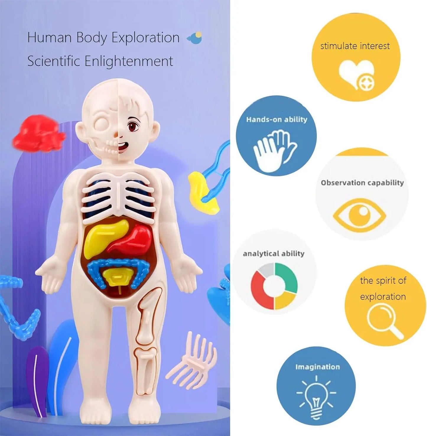 Anatomical model of a human body with labeled organs on blue background – educational human body toy for kids with learning benefits
