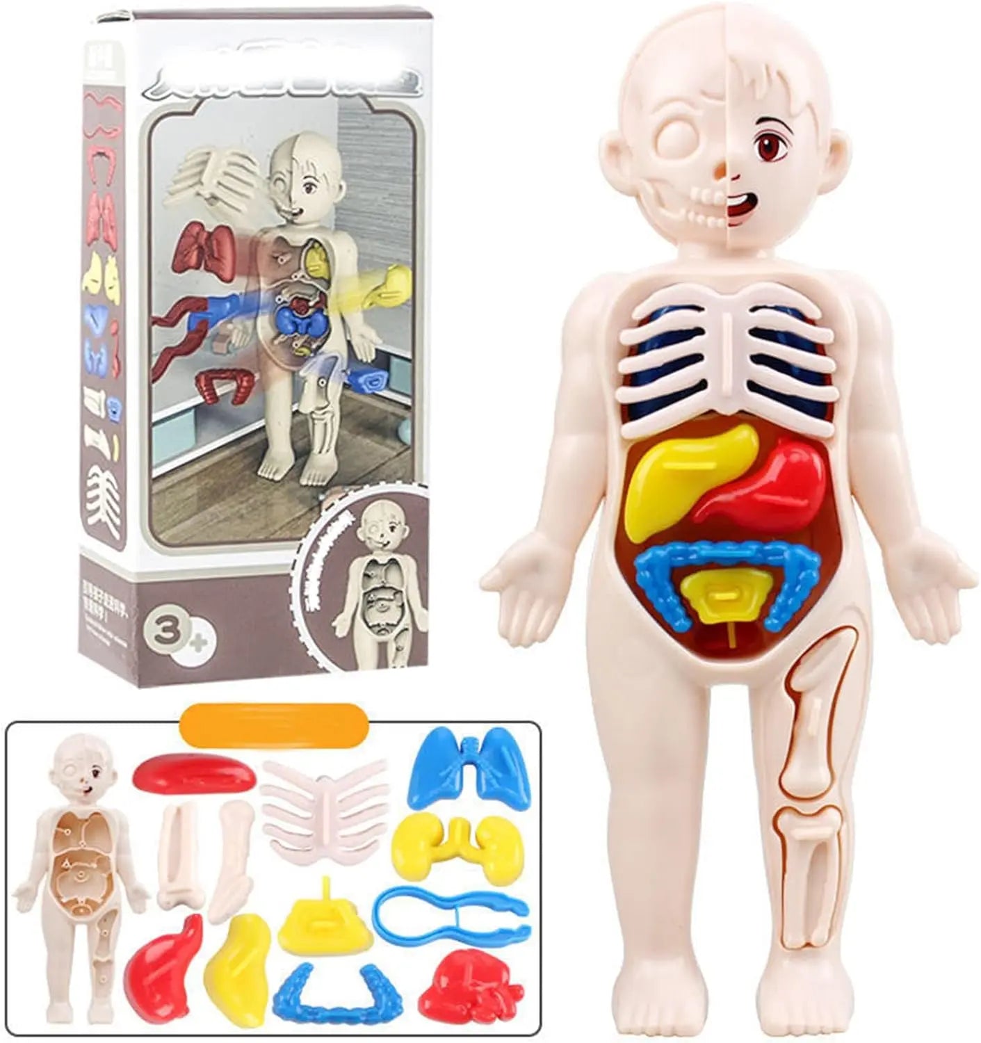 Anatomy model toy with detachable parts and packaging on white background – educational human body model for kids