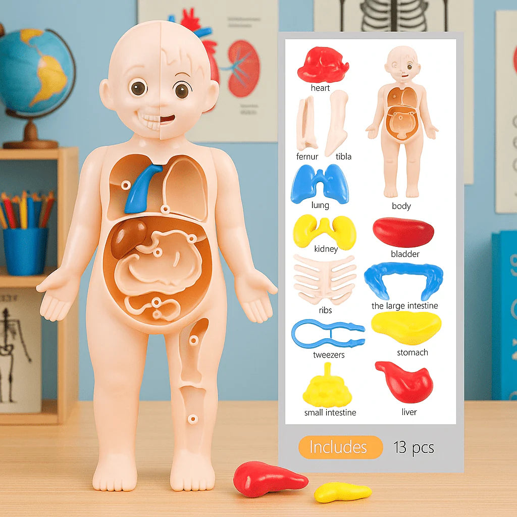 Anatomy model of a child with labeled body parts on a table – educational human body model for kids with inset showing labeled parts